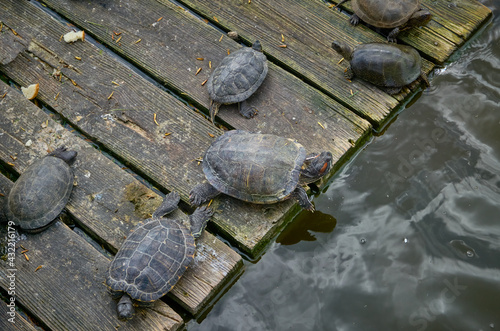 Turtles basking in the sun on a wooden platform in the water.