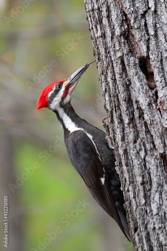 pileated woodpecker on tree