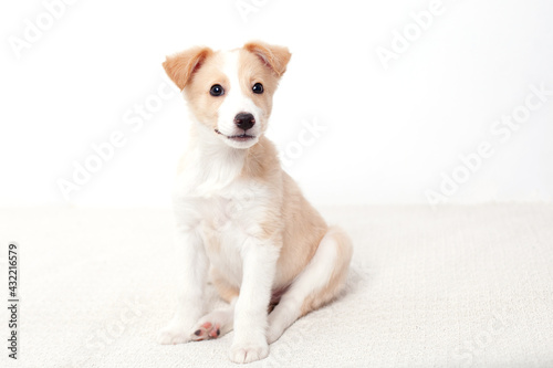 A cute happy puppy sits at home on a bright background. Pet. Caring and raising dogs.