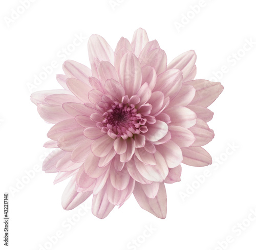 Pink chryzanthemum flower isolated