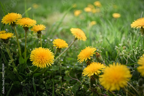 Yellow dandelions on a green lawn in the garden. The beauty of wildflowers.