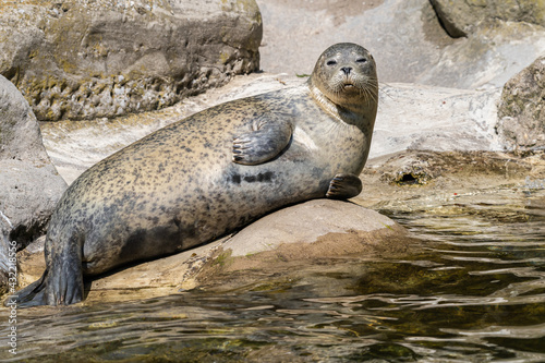 The harbor seal  also known as the common seal  is a true seal found along temperate and Arctic marine coastlines. Here a seal at zoo in Zurich  Switzerland.