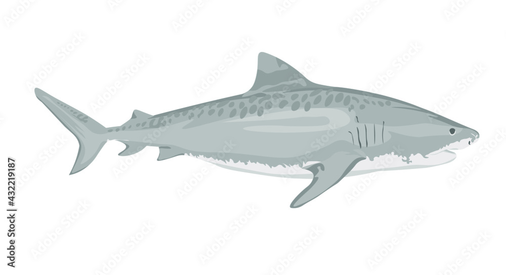Vector illustration, ferocious shark attack, on a white background. White shark. Sea fish. Shark eater. Karcharodon. Great aggressive colored shark. Sports team emblem. vector illustration. Vector illustration, ferocious shark attack, on a white background. White shark. Sea fish. Shark eater. Karcharodon. Great aggressive colored shark. Sports team emblem. vector illustration.