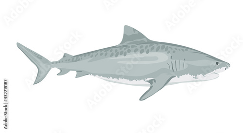 Vector illustration  ferocious shark attack  on a white background. White shark. Sea fish. Shark eater. Karcharodon. Great aggressive colored shark. Sports team emblem. vector illustration.