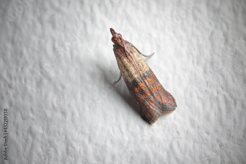 Indian meal moth (Plodia interpunctella) on the home wall; color illustration photo of insect repellent and pest controll or anti-moth advertising.