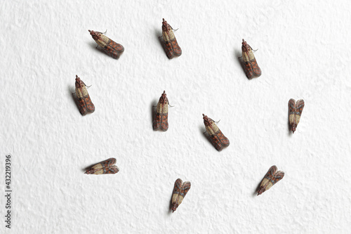 Indian meal moths (Plodia interpunctella) on the home wall; color illustration photo of insect repellent and pest control or anti-moth advertising.