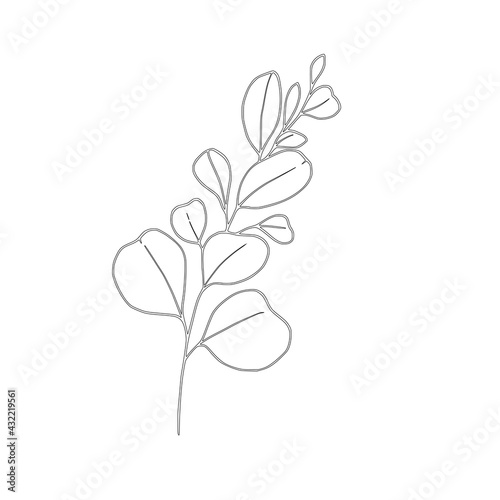 Contour sprig of eucalyptus on white. Eucalyptus branch sketch minimal. Wedding invitation sprig