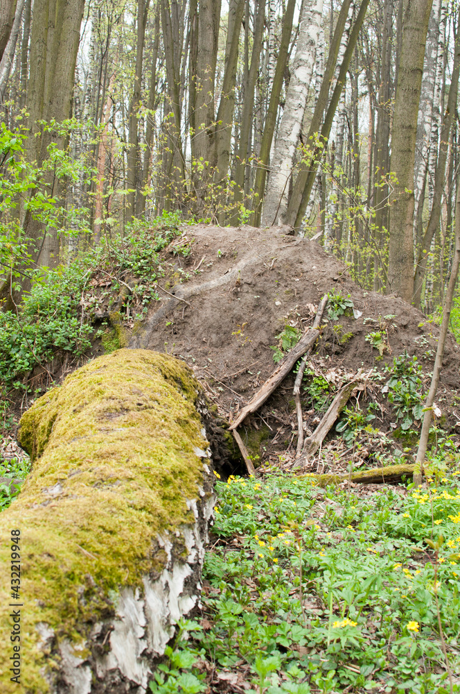 Fototapeta premium Fallen tree on the ground.