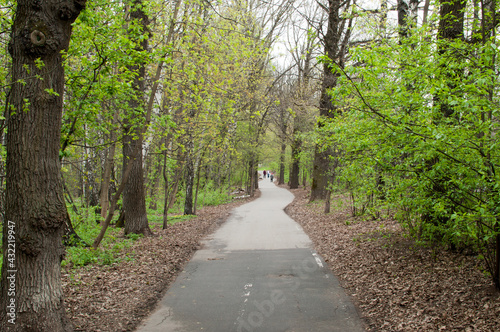 Panoramic view of the park alley.