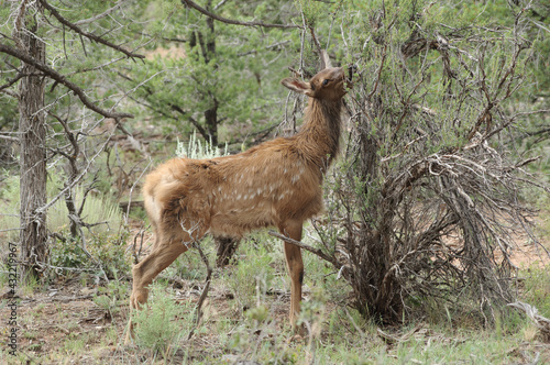 Young deer near the South Rim of the Grand Canyon, Arizona.