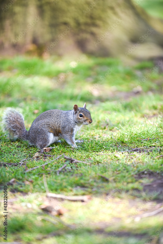 Grey Squirrel or Sciurus carolinensis in close up outdoors at a park Grey Squirrel or Sciurus carolinensis in close up outdoors at a park
