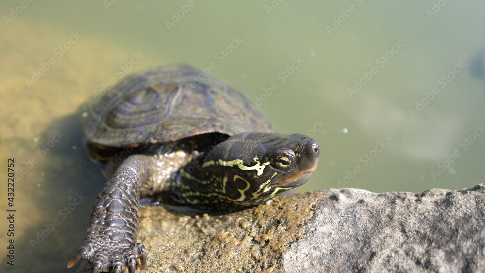 Fototapeta premium Japanese Turtle tortoise close up pond rock water