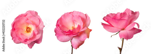 Wallpaper Mural three pink rose flowers (family Rosaceae) isolated on the white background Torontodigital.ca
