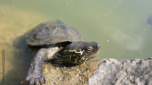 Japanese Turtle tortoise close up pond rock water