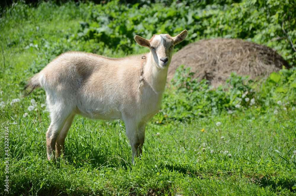 White goat grazing in a meadow in summer. Concept of raising cattle at home and on the farm, domestic animals, cattle grazing.