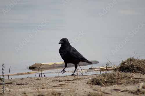 Black fish crow perched by the sea photo