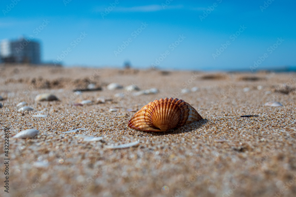 Close-up of a shell in the sand on a beach, with the sky and the silhouette of a woman in the background, on a sunny afternoon. Close-up of a shell in the sand on a beach, with the sky and the silhouette of a woman in the background, on a sunny afternoon.