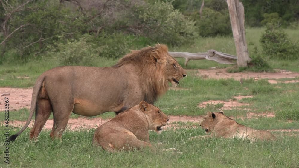 Close view of male lion lying down on green grass next to two females Close view of male lion lying down on green grass next to two females