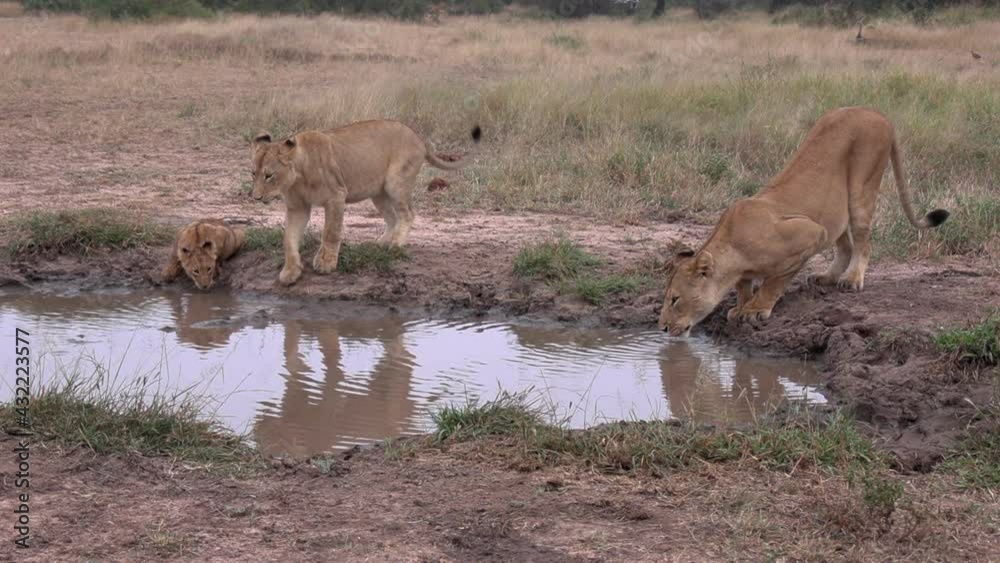 A lioness drinking from a puddle beside her cubs of different generations. A lioness drinking from a puddle beside her cubs of different generations.