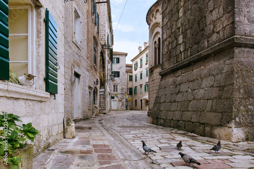 Cat watches pigeons on the old street of Kotor, Montenegro
