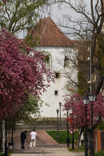 Romania, Bistrita, ,Coopers Tower,Turnul Dogarilor , trees bloomed in April photo