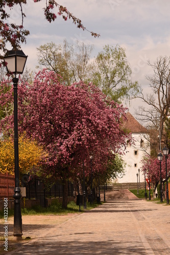 Romania, Bistrita, ,Coopers Tower,Turnul Dogarilor , trees bloomed in April photo