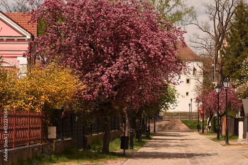 Romania, Bistrita, ,Coopers Tower,Turnul Dogarilor , trees bloomed in April photo