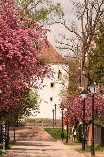 Romania, Bistrita, ,Coopers Tower,Turnul Dogarilor , trees bloomed in April photo