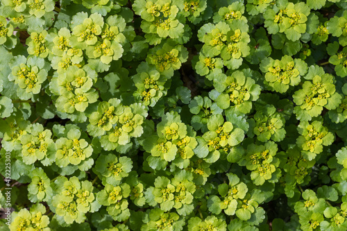 Beautiful yellow-green plant as a background, texture, pattern.