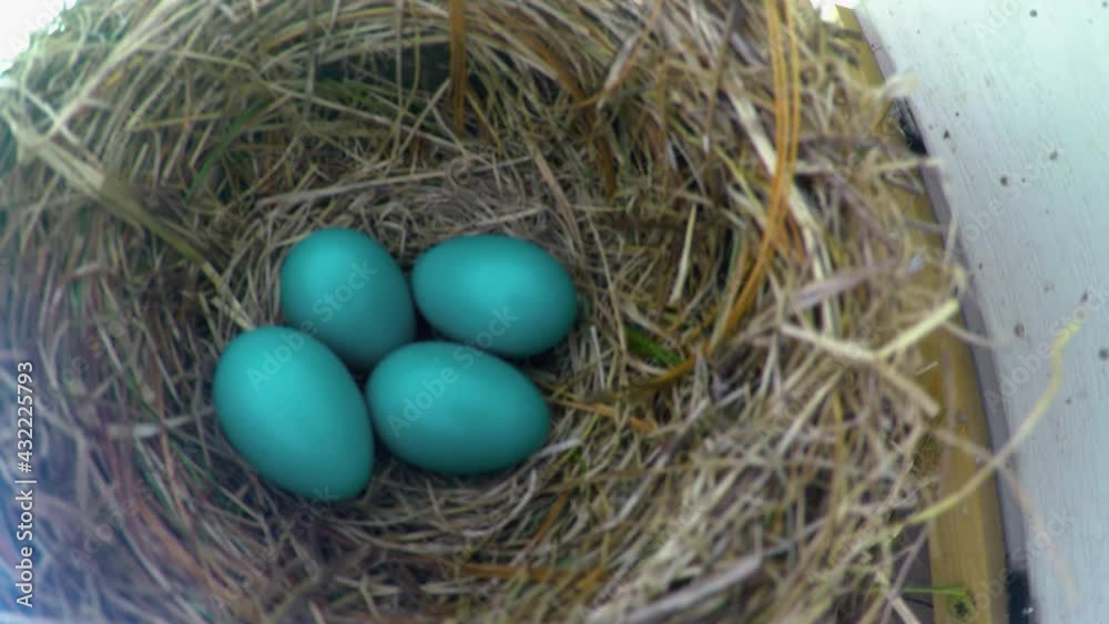 nest with eggs.  The first time in the 5 years the Robins have used this nest, it has 4 eggs.  That's a large brood.  Nesting box at our house in Windsor in Broome County in Upstate NY.