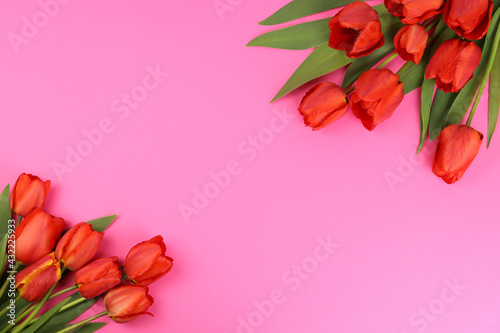 Red tulips on a pink background. Blank for postcards, business cards