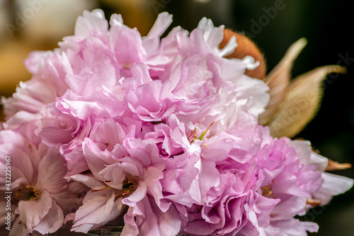 Spring flowers in the garden.