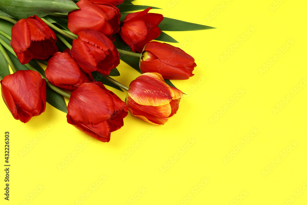 Greeting card form with red tulips on a yellow background Greeting card form with red tulips on a yellow background