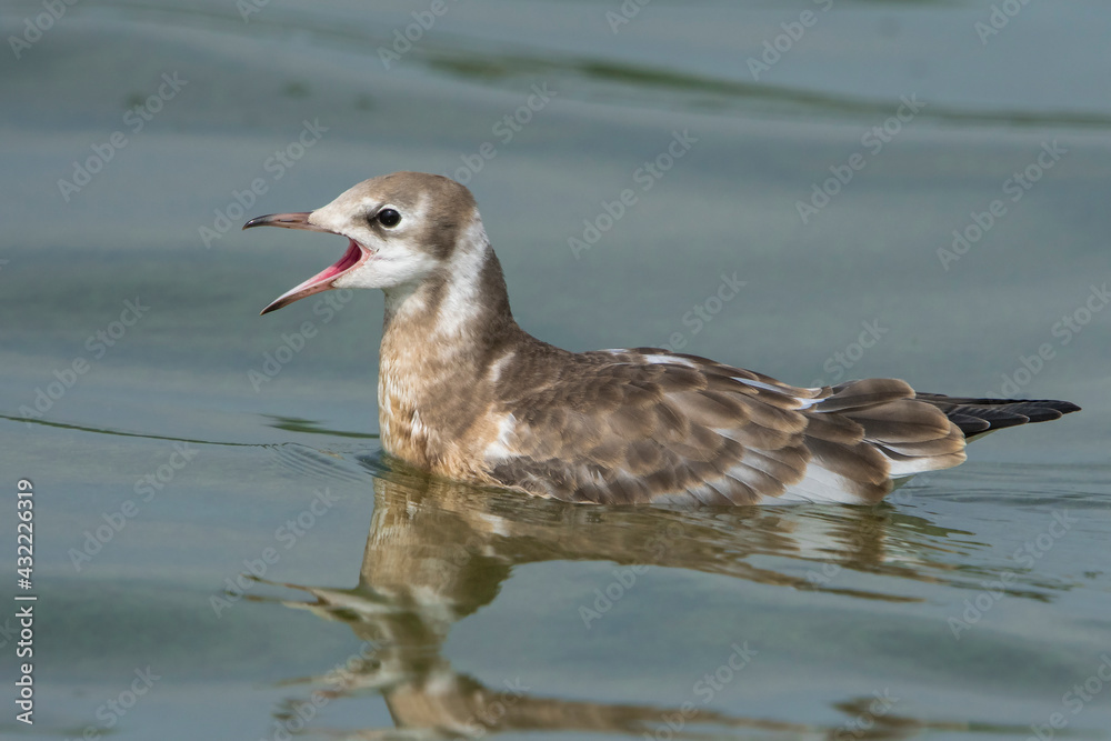 Black-headed Gull (Chroicocephalus ridibundus) juvenile swimming in a lake Black-headed Gull (Chroicocephalus ridibundus) juvenile swimming in a lake