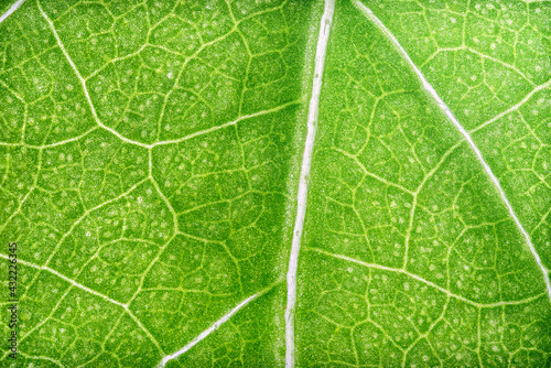 Fresh Green Leaf of Hibiscus Macro shot