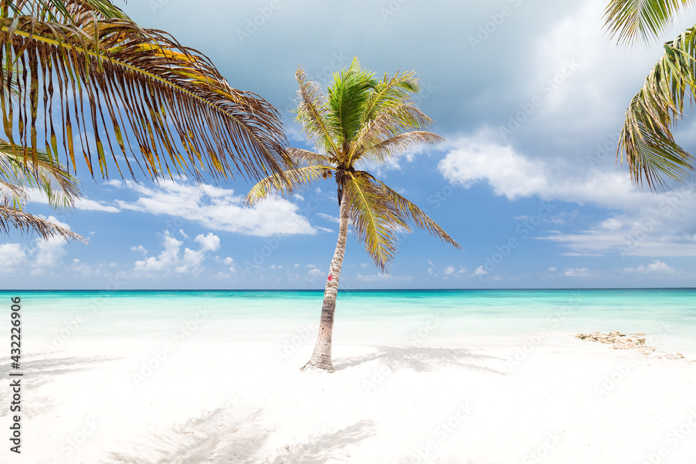 Beach calm scene with single coconut palm close to Caribbean sea. Tropical paradise with white sand, beautiful travel card background