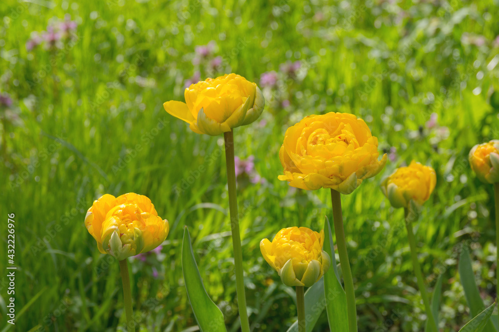 Fototapeta premium Bright yellow flowers of the spring decorative plant Tulip in the park. Gardening and landscape design.