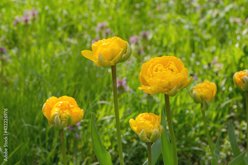 Bright yellow flowers of the spring decorative plant Tulip in the park. Gardening and landscape design.