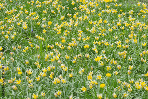 Bright yellow flowers of the spring plant Tulipa sylvestris in the park. Spring time. photo