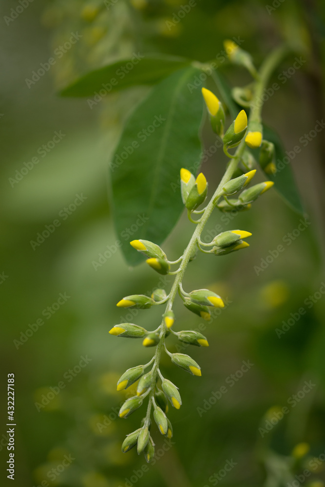Robinia pseudoacacia,yellow Acacia flowers Robinia pseudoacacia,yellow Acacia flowers