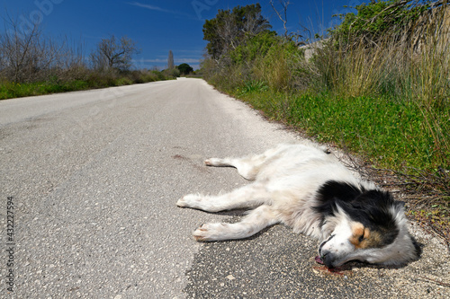 Überfahrener Hund am Straßenrand // Dog run over at the roadside photo