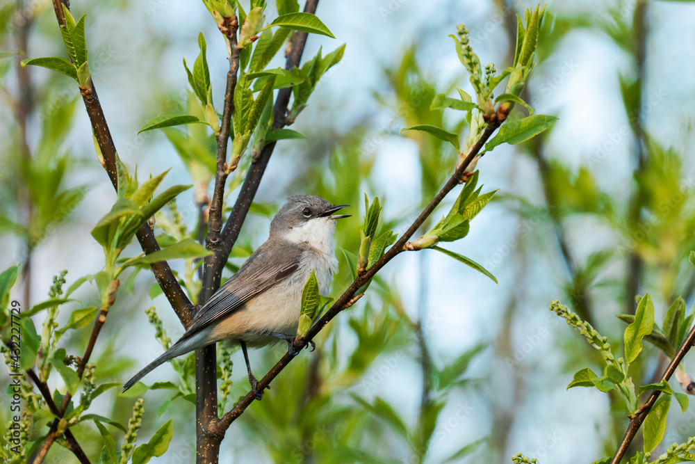 Fototapeta premium Lesser whitethroat, Sylvia curruca singing on a spring evening in Estonia, Northern Europe.