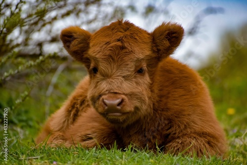 highland cow with calf