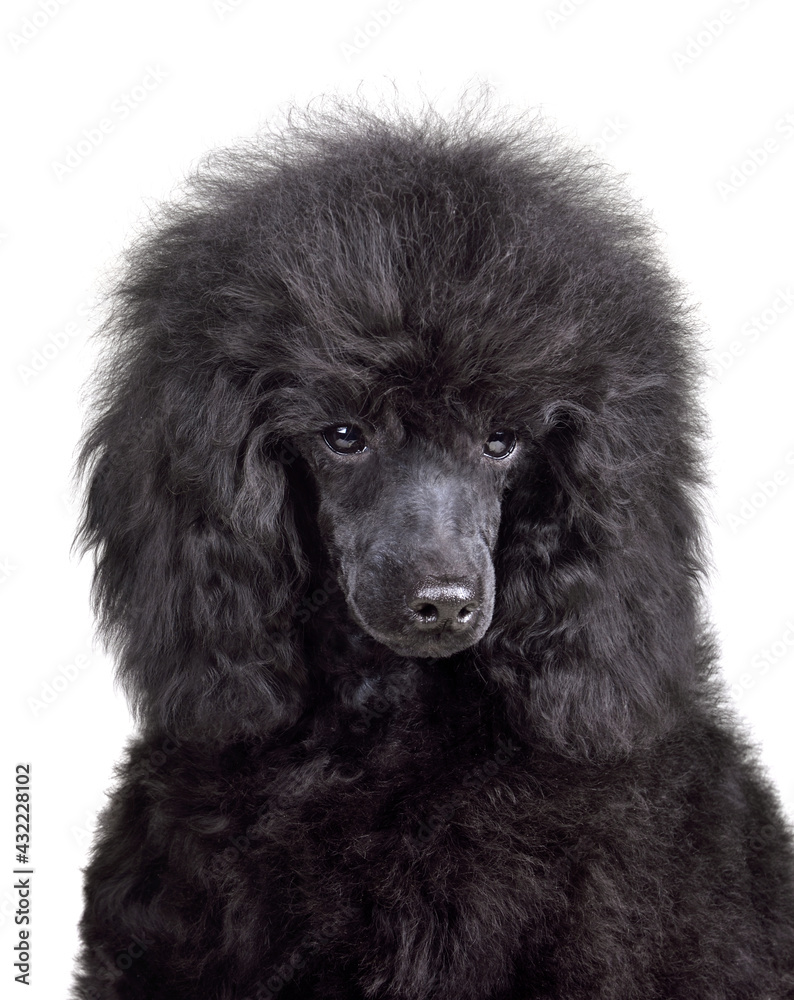 Funny puppy of toy black poodle Funny puppy of toy black poodle