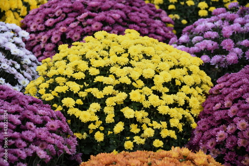 Many colourful chrysanthemum as background © Laurenx