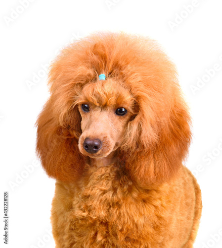 Portrait of cute poodle puppy