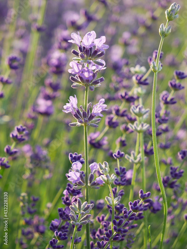 Spring day in garden - lavender and green grass. 