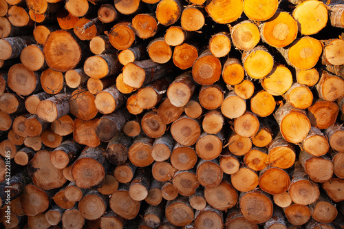 Freshly cut and piled Birch lumber as a raw material resource for wood industry in Estonia. 