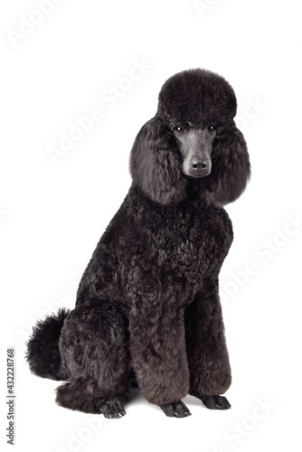 Photography Cute puppy of black poodle