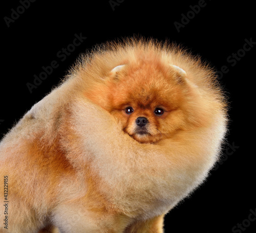 Portrait of Spitz puppy